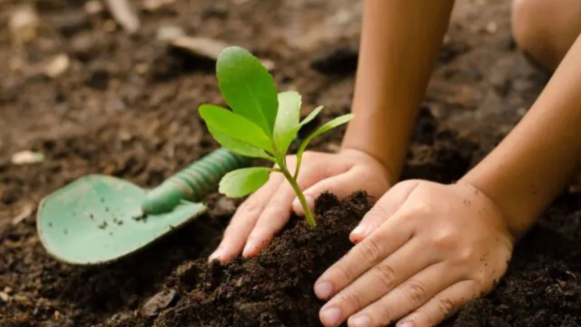 Tree Plantation 