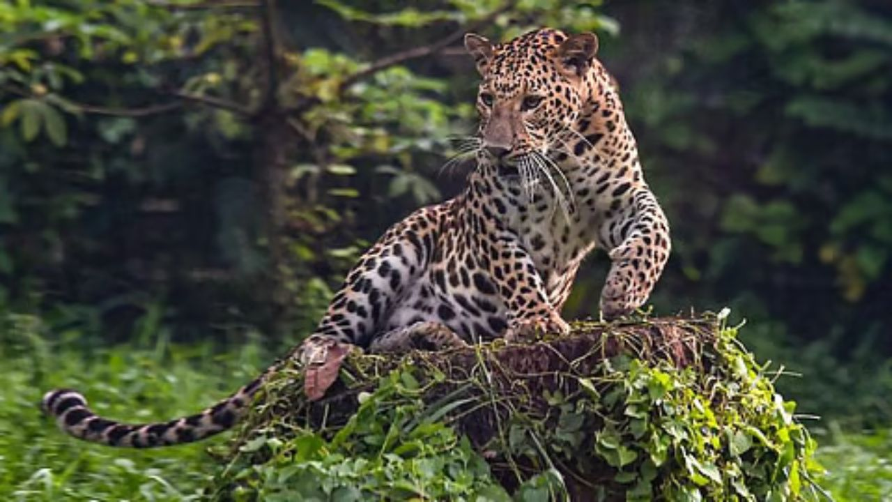 Leopard