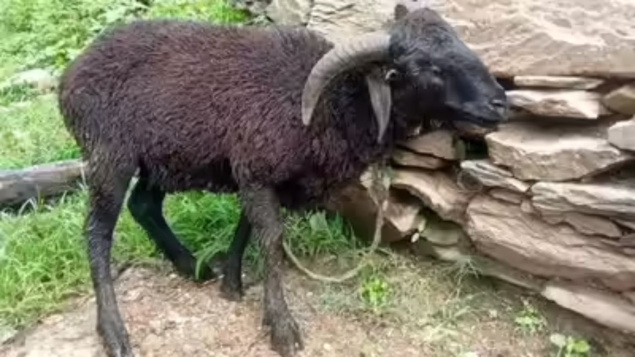 4 horned lamba