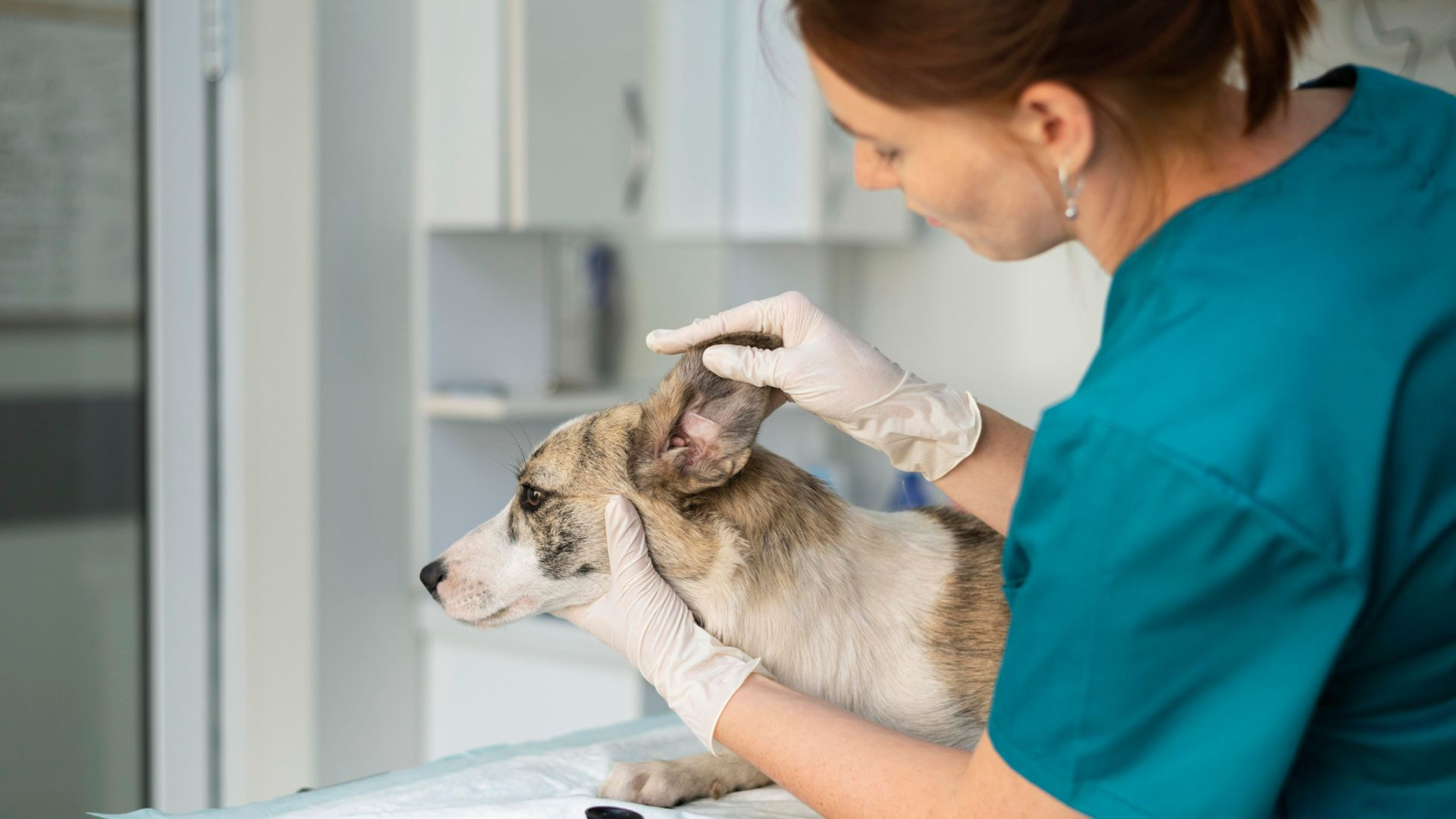 veterinary doctor