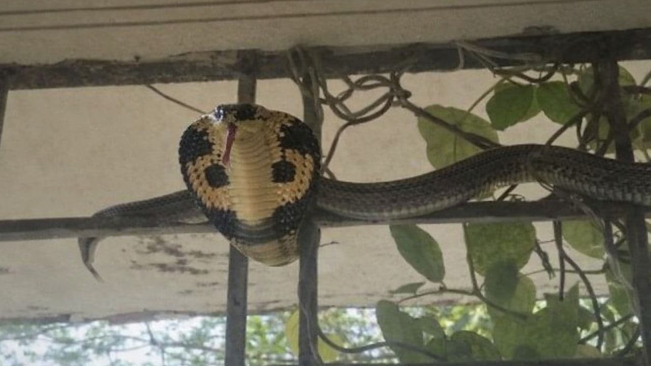MP Viral Snake 