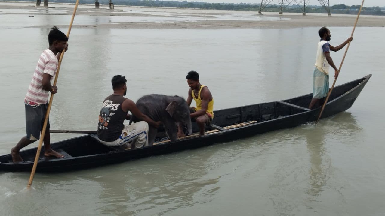 elephant calf 4 days old falls into river people save life