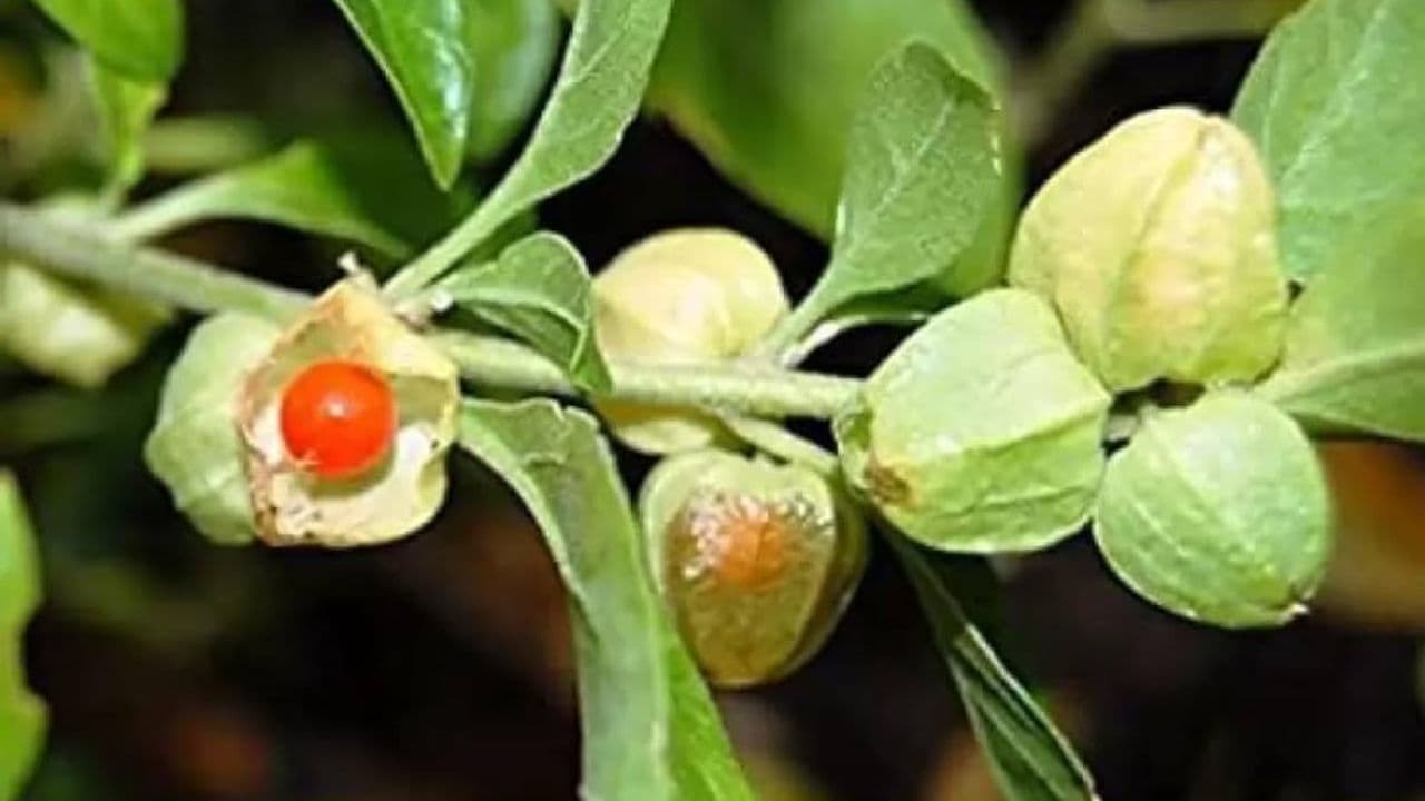 Plant of Ashwagandha