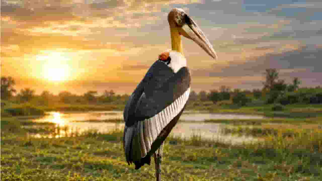  Hargila bird