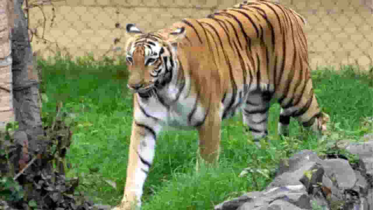 Alipore Zoo Kolkata