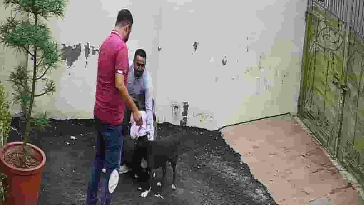pitbull dog Attacked a couple