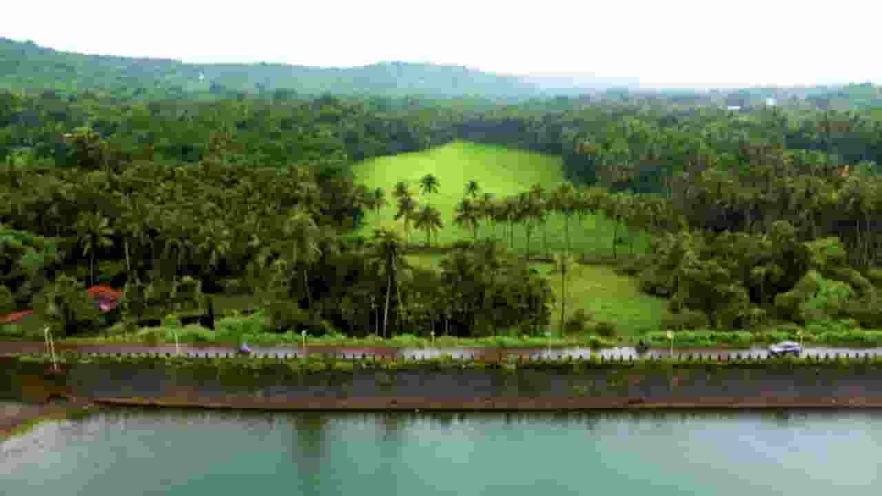 Coconut Cultivation 