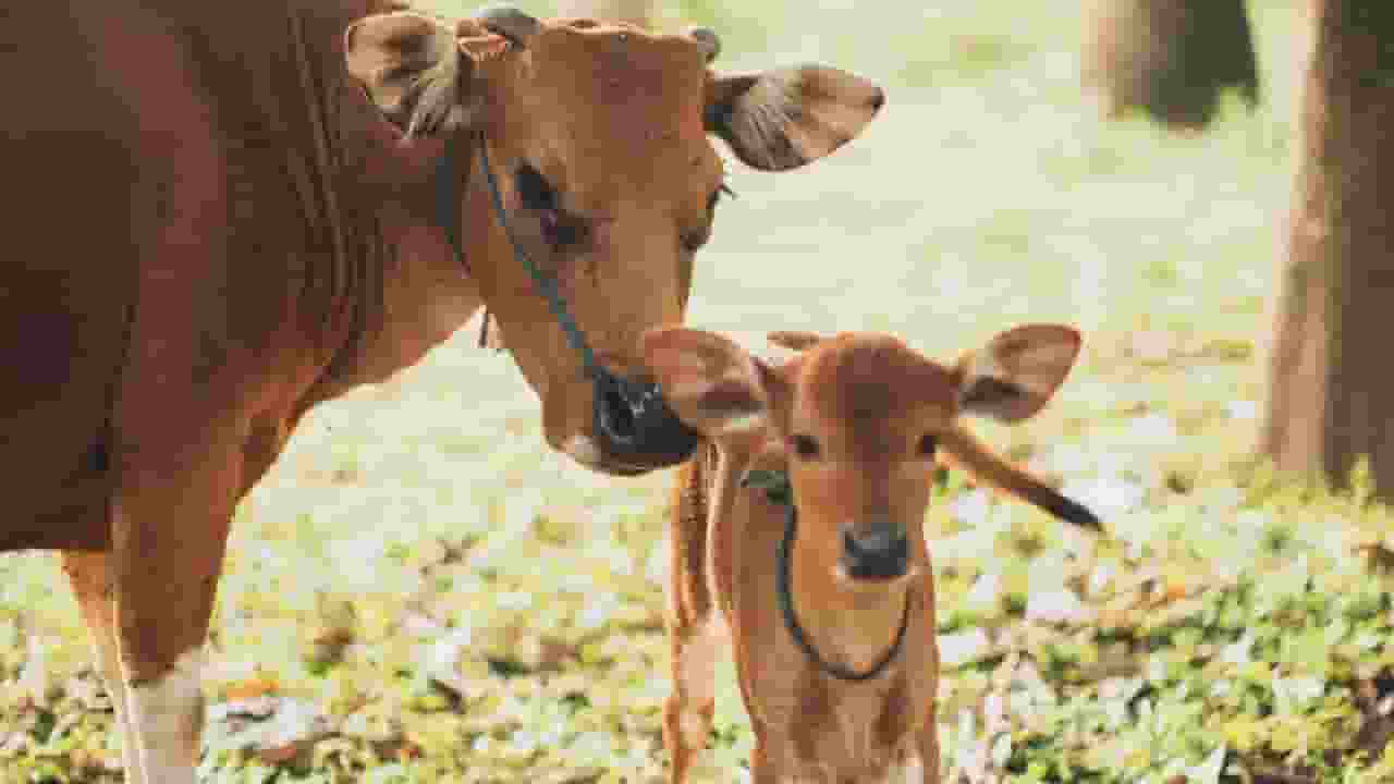 False cow slaughter case Godhra 