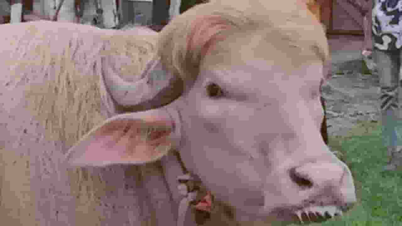 Donald Trump buffalo
