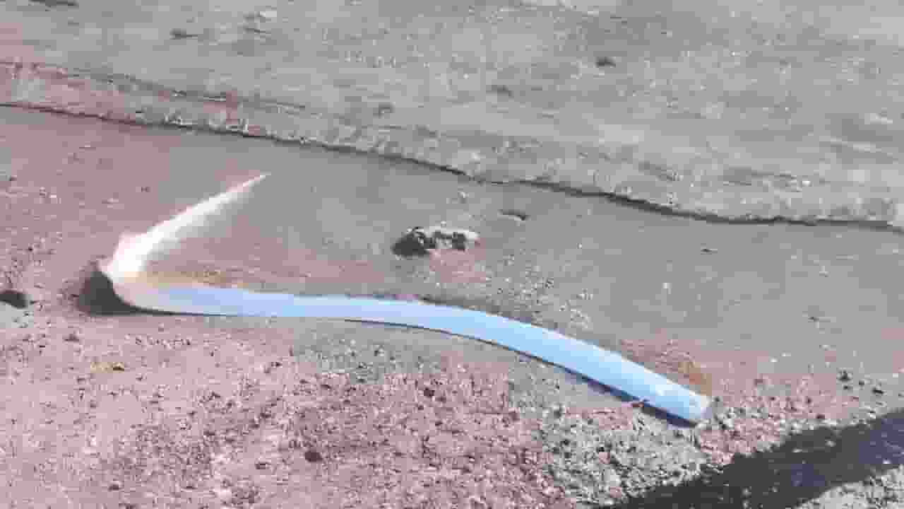 Oarfish