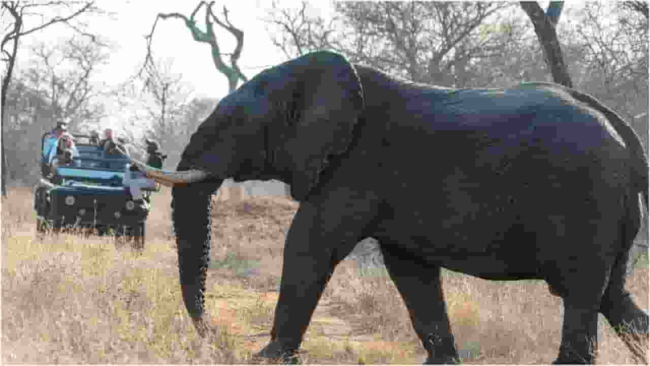 Human-Animal Conflicts report on elephant attacks on human 