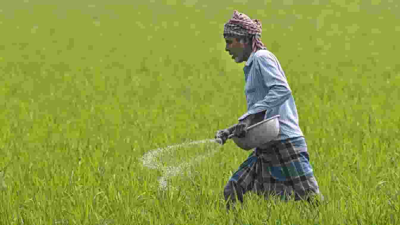 farmer spreads fertilizers गेहूं