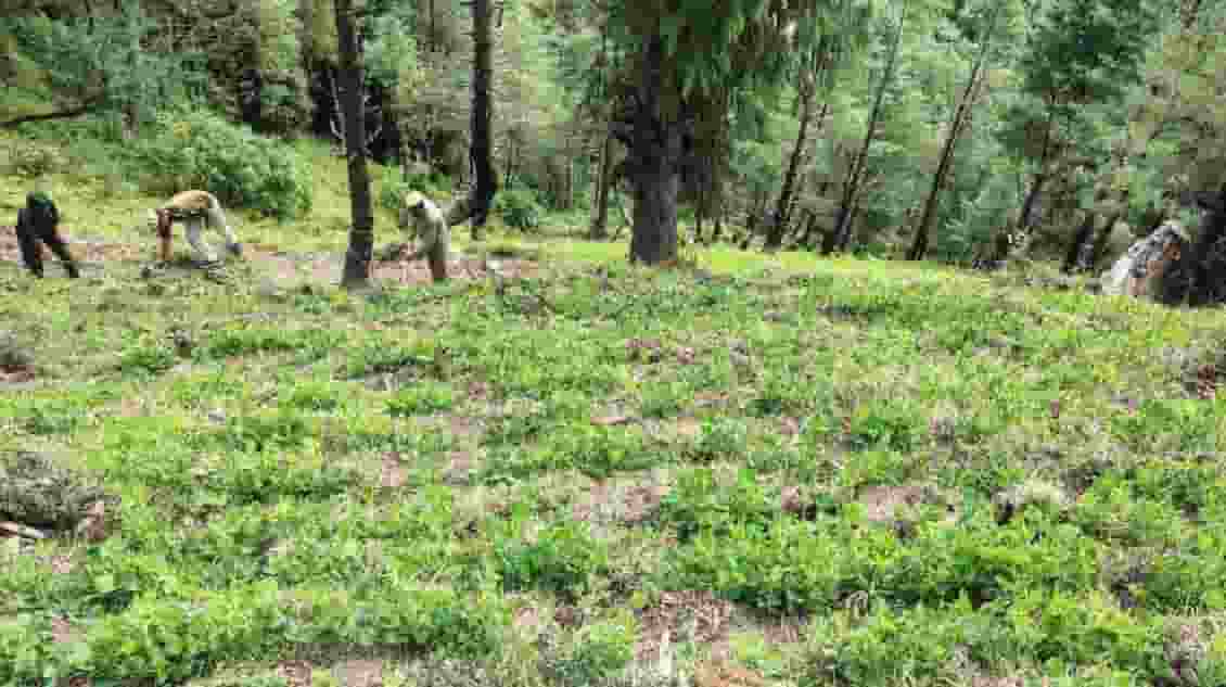 Himachal Pradesh News