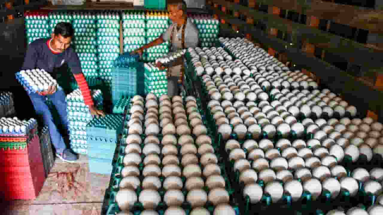 what ethanol connection to chicken eggs price hike