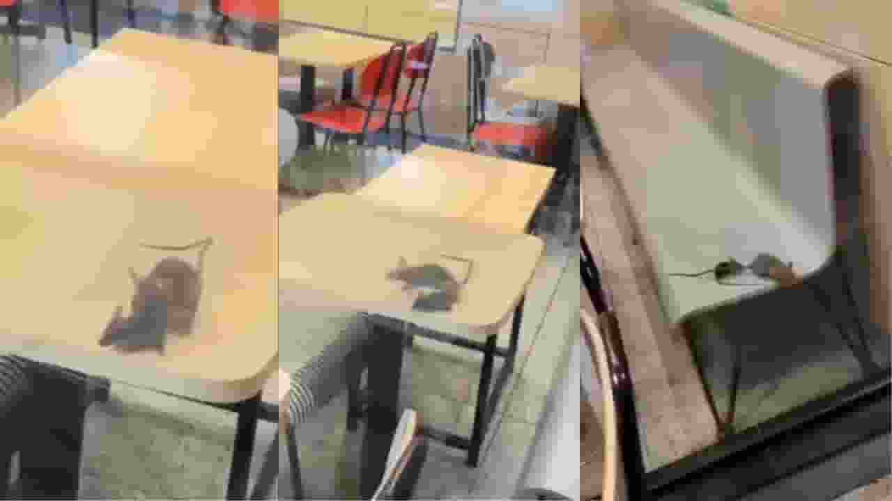 Rats running across table at Rajkot McDonalds