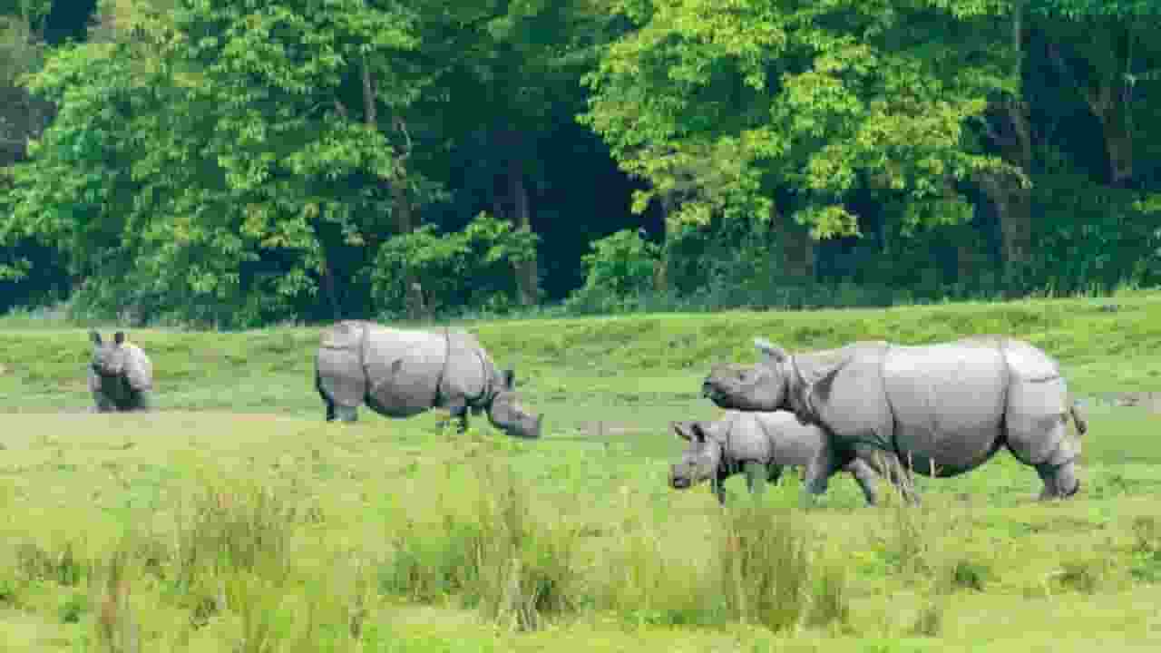 Kaziranga National Park