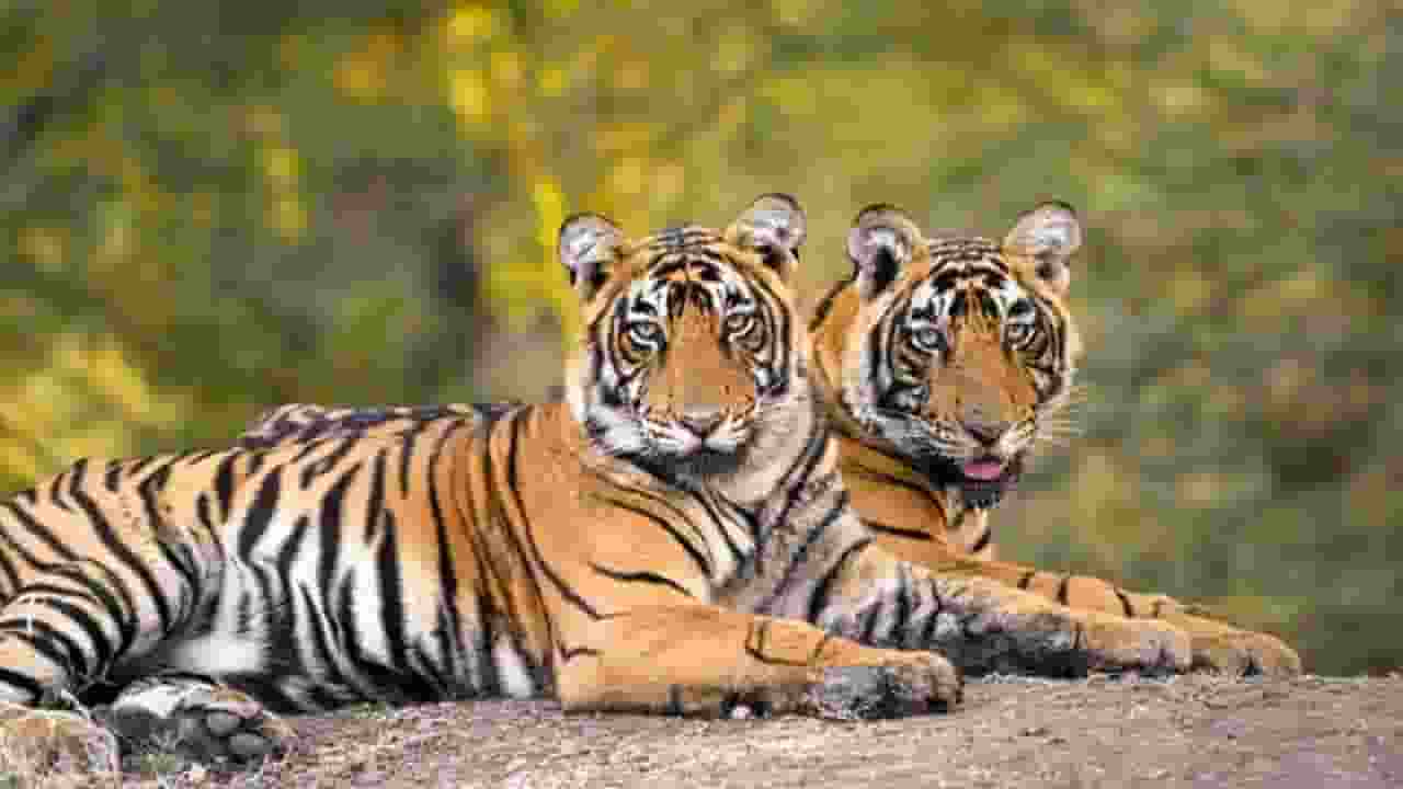 Representational Image । Photo Credit: PTI
