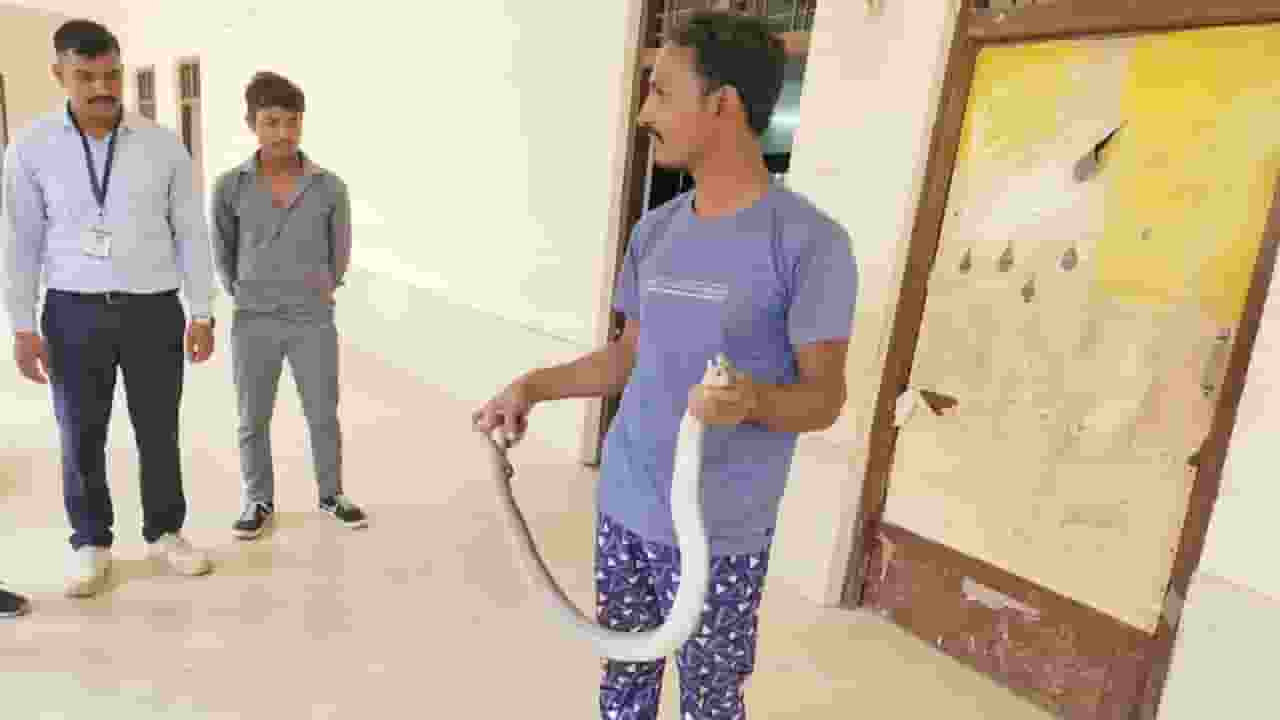 famous snake catcher mainsh patil