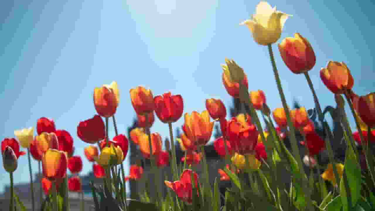 Tulip Festival