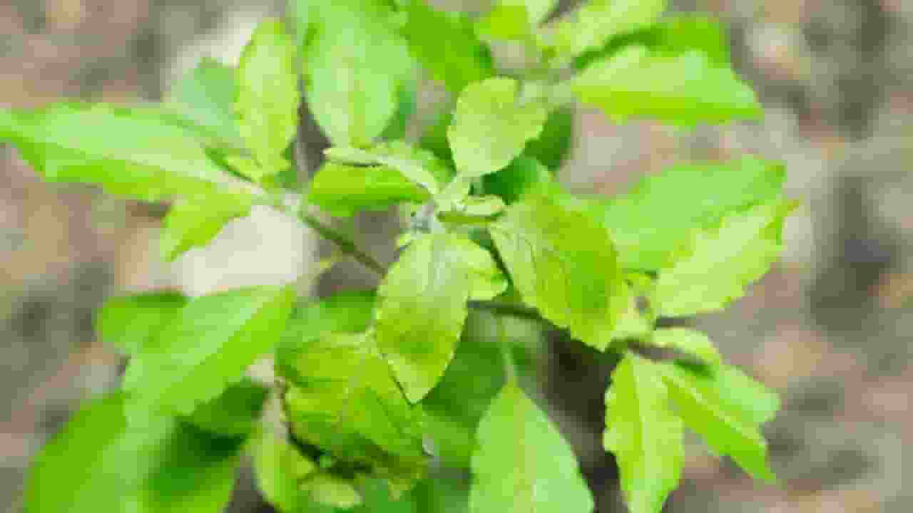 Tulsi reduce Cortisol
