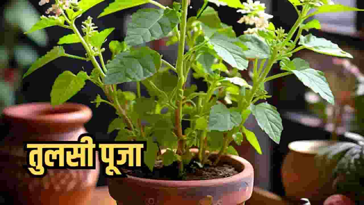 Tulsi Puja Importance benefit and Katha