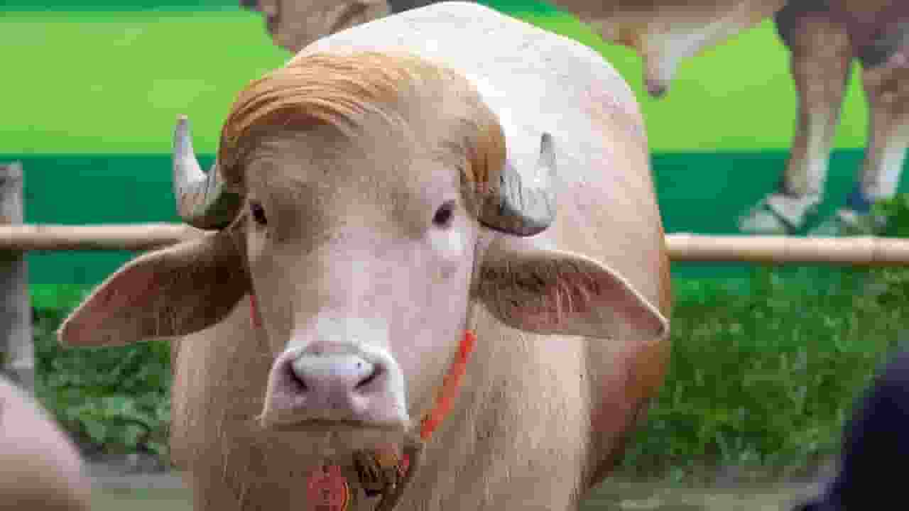 Buffalo