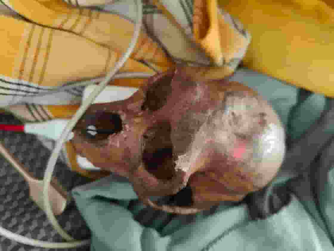 Monkey skull