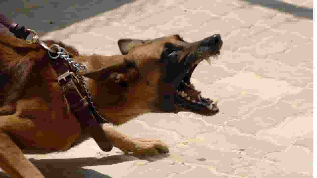 stray dog
