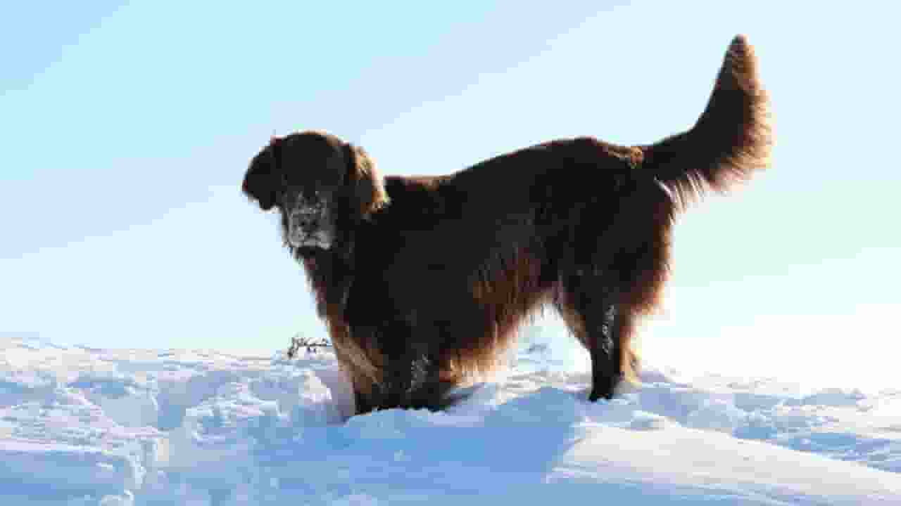Dogs of Chernobyl Nuclear Reactor