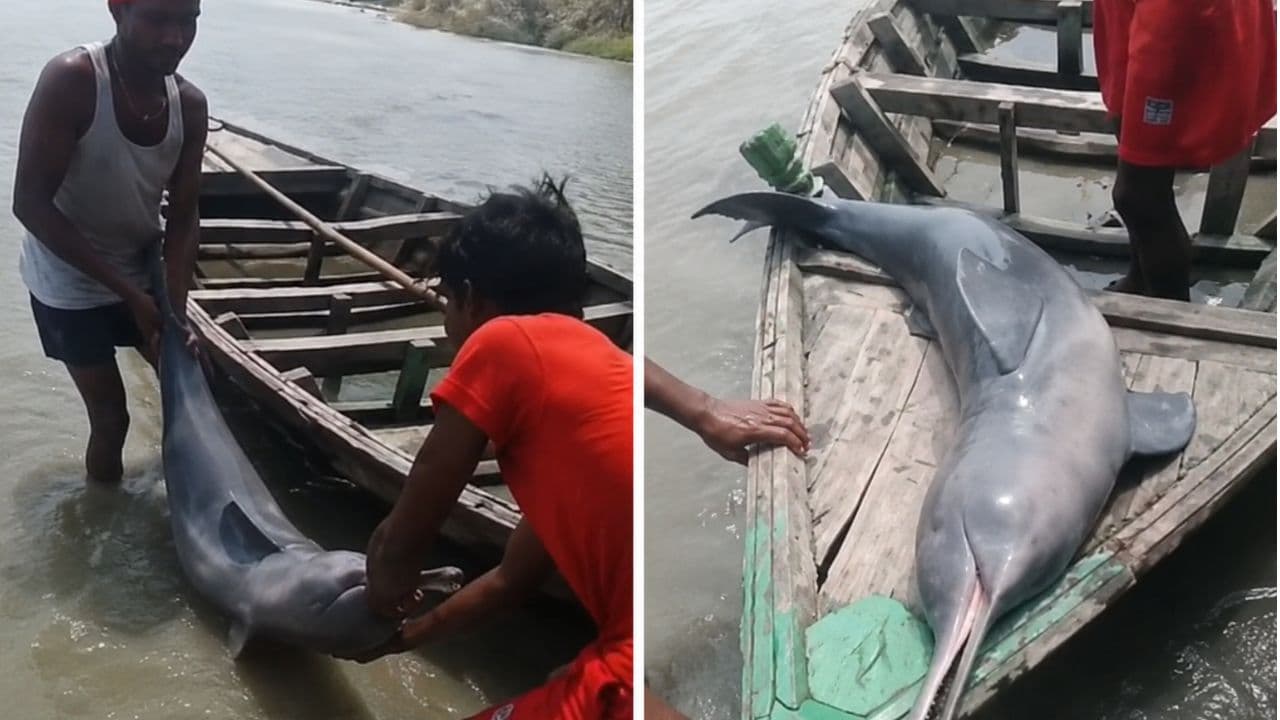 Gangetic Dolphin Bihar, Dolphin Viral Video