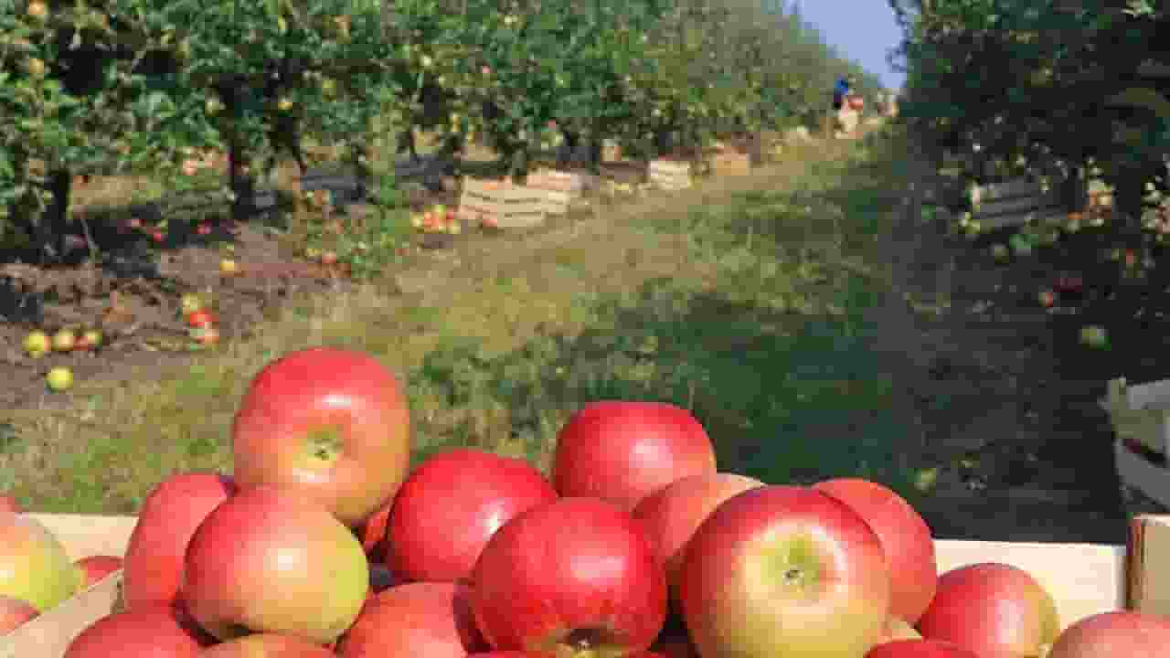 सेब की फसल के लिए पहाड़ से बर्फ लाकर डाल रहे किसान, हैरान कर देगी वजह apple farms