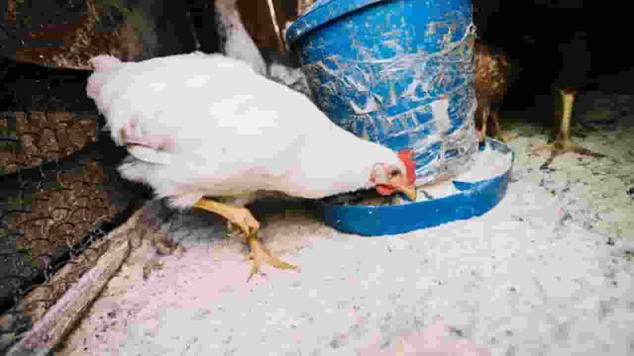 जगन्नाथ यात्रा के बीच पुरी में फैला बर्ड फ्लू, 6700 मुर्गे मारे गए puri bird flu