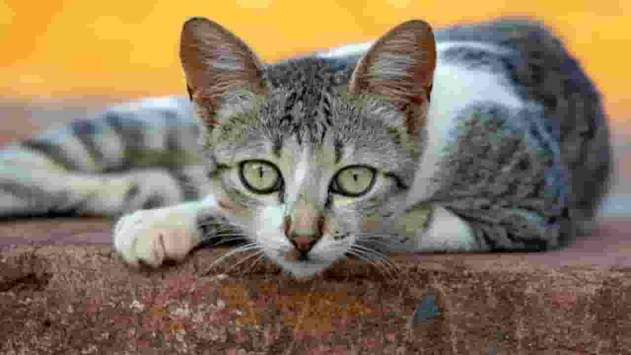 3 दिन तक मरी हुई बिल्ली को अपने पास रखा, अगले दिन महिला ने किया सुसाइड amroha women suicide over pet cat death