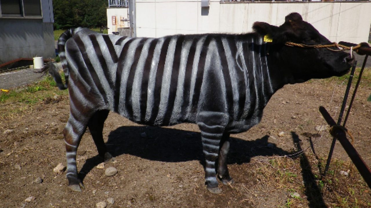 गायों को जेब्रा जैसा पेंट करने के लिए IG नोबेल पुरस्कार क्यों मिला? japan ig nobel