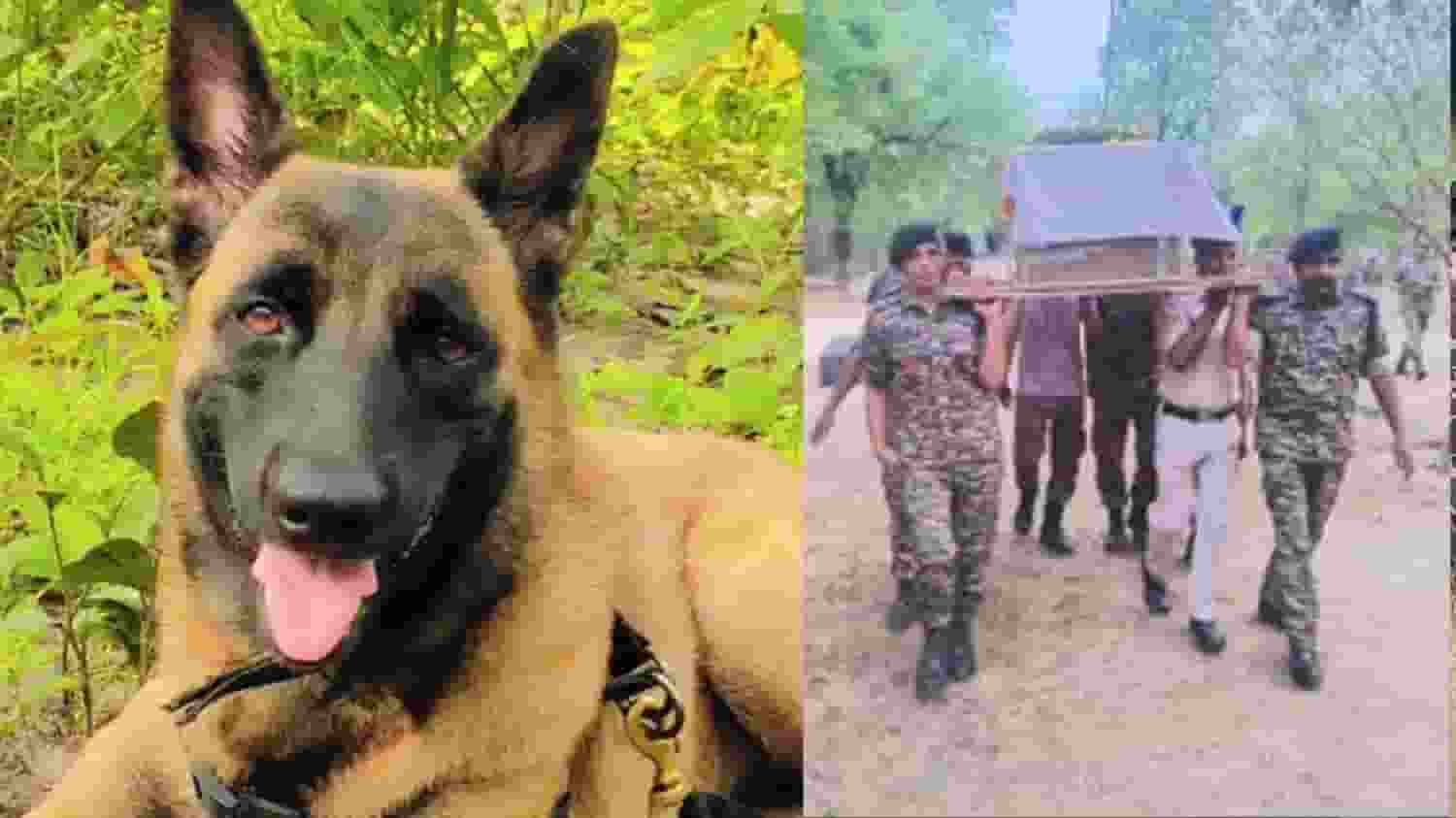 नक्सल विरोधी अभियान में 'शहीद' हुई रोलो, CRPF ने दी अंतिम सलामी crpf dog