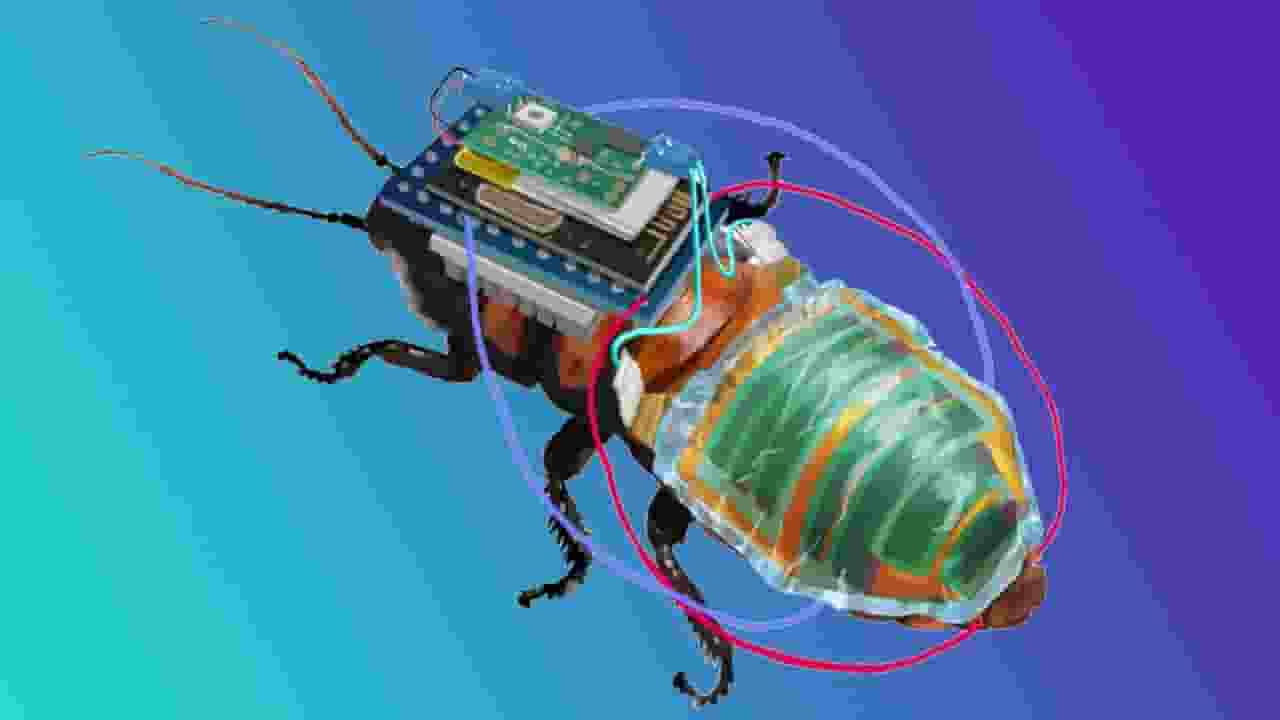 म्यांमार में भूकंप के दौरान दबे लोगों को खोजने निकले कॉकरोच cyborg cockroach