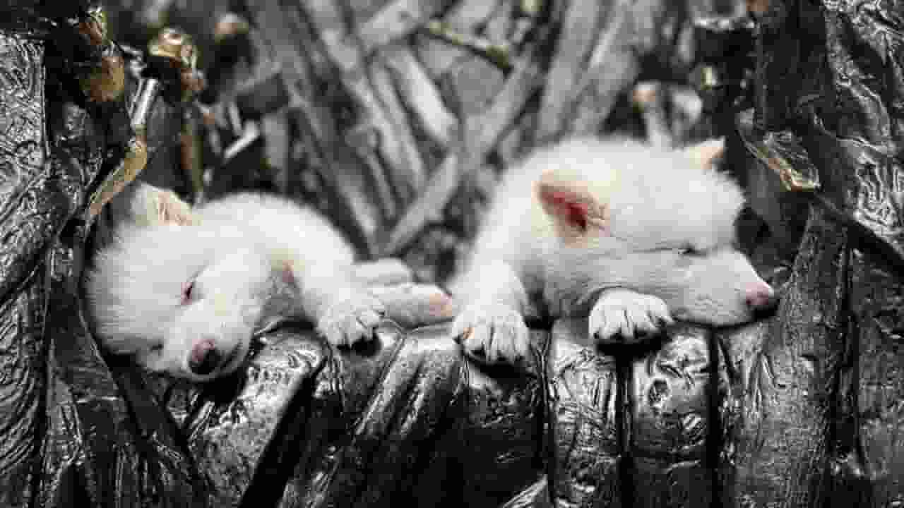 Game of Thrones वाले भेड़ियों की 'संतानें' अब कैसे पैदा हो गईं? समझिए Image of New born Dire Wolf