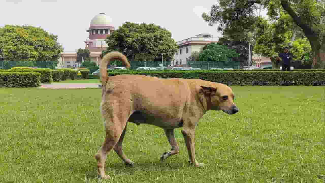 Dog Walking on Supreme Court Premises PTI Image