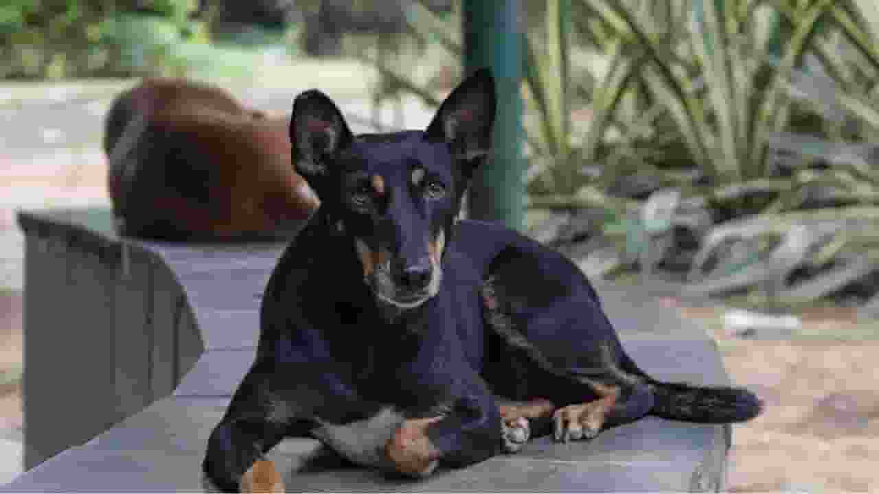 आवारा कुत्तों पर दिल्ली सरकार की नई गाइडलाइंस में क्या-क्या है? stray dogs guidelines