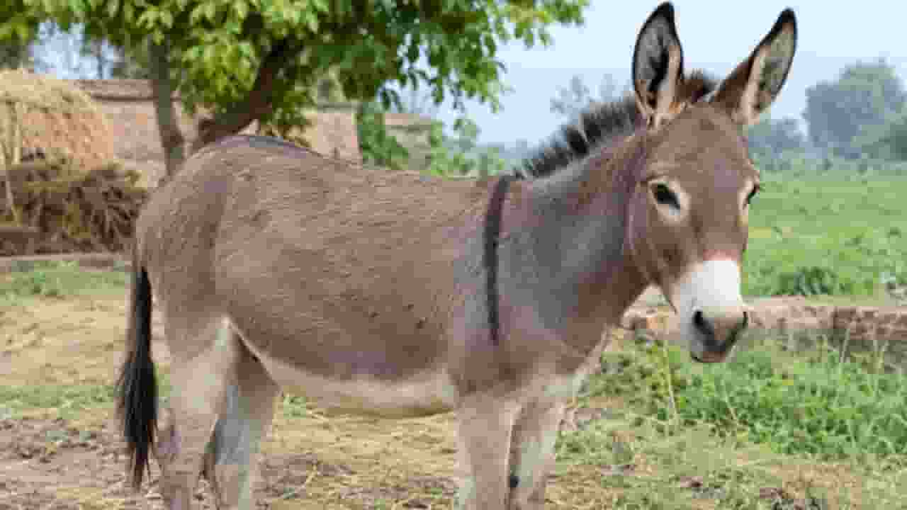 madhya pradesh nurses registration council issue donkey certificate