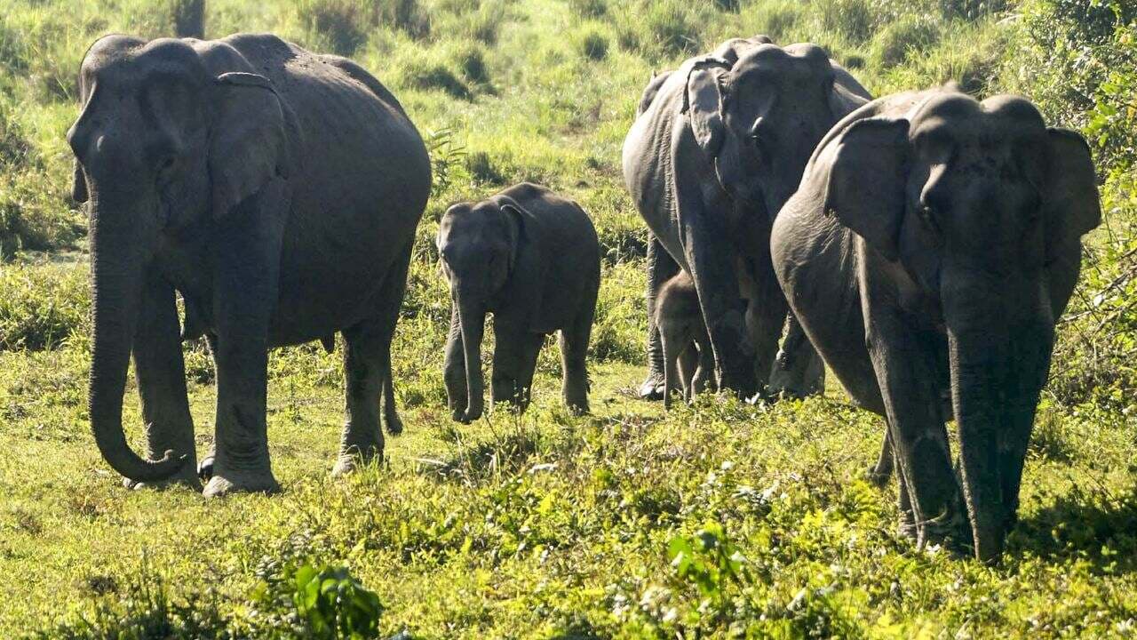 Elephant Killed