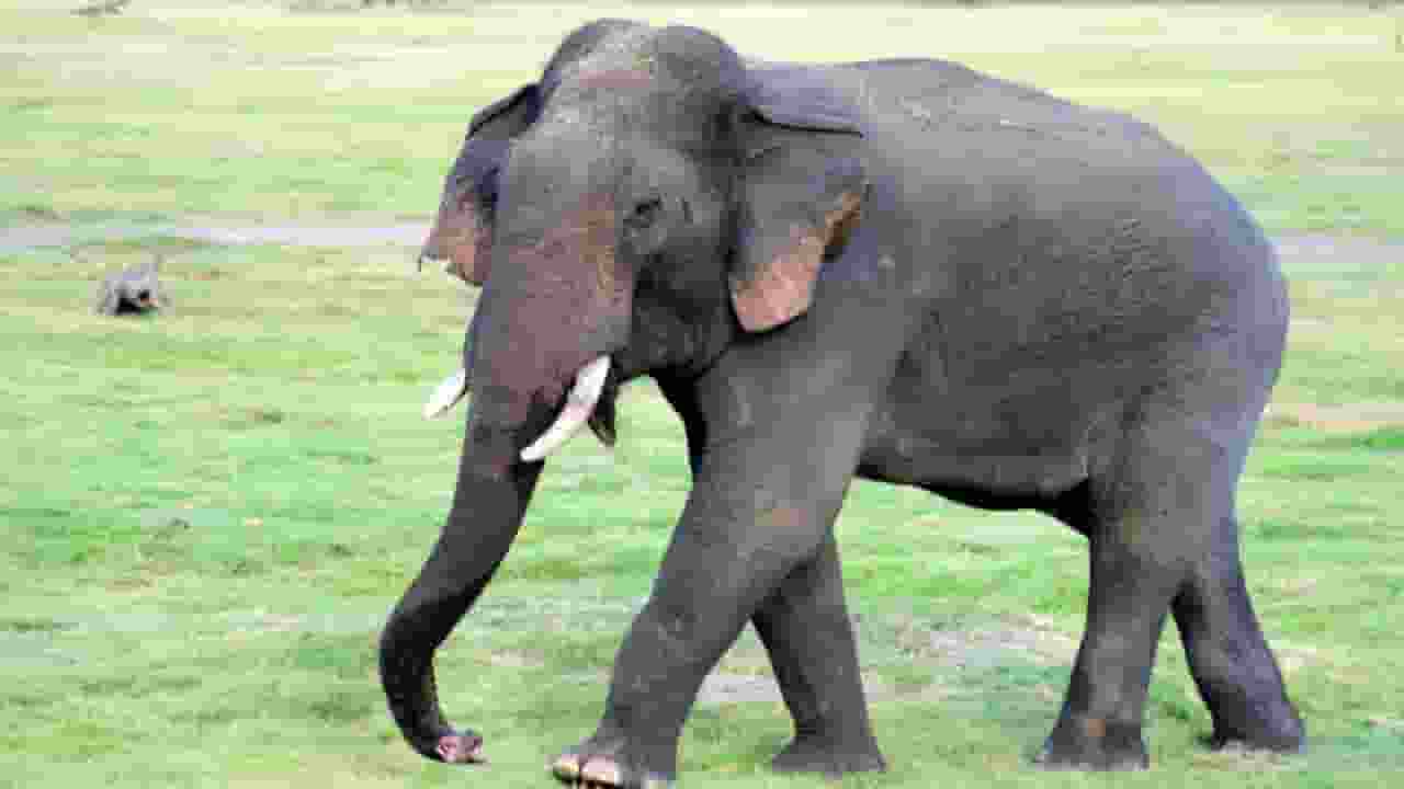 हाथियों ने कांवड़ियों के भंडारे में घुसकर ट्रॉलियां पलटीं, मची भगदड़ angry elephant