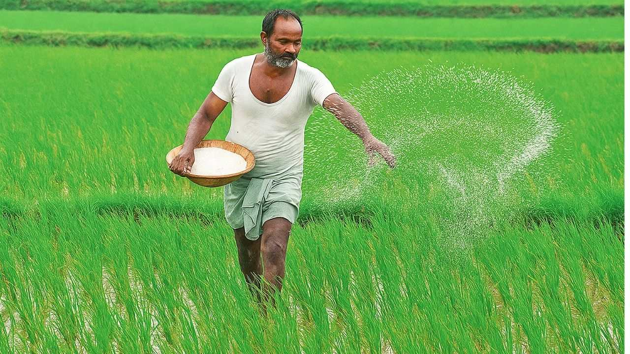 भारत में हर साल क्यों मच जाती है खाद के लिए मारामारी? पूरी ABCD Representational Image । Photo Credit: AI Generated