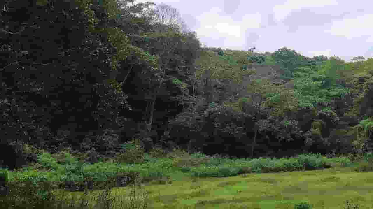 उत्तराखंड: वन संरक्षण पर खर्च के लिए पैसे से खरीदा आईफोन, लैपटॉप representational Image । Photo Credit: PTI