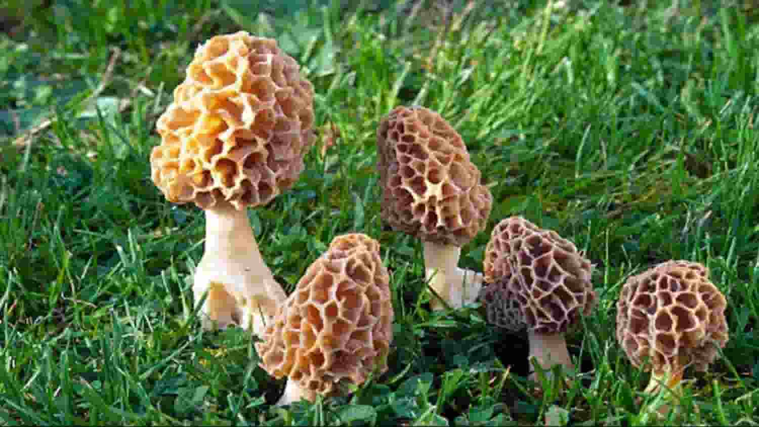 Gucchi Mushrooms