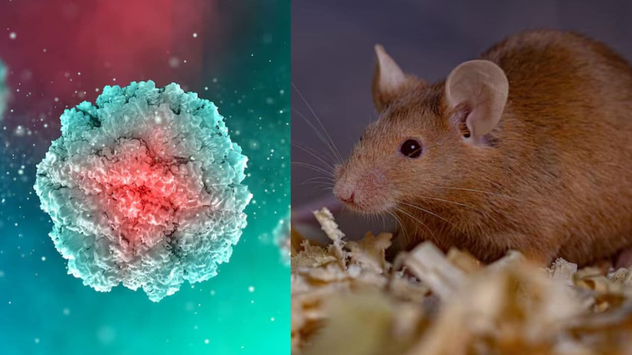 hantavirus outbreak