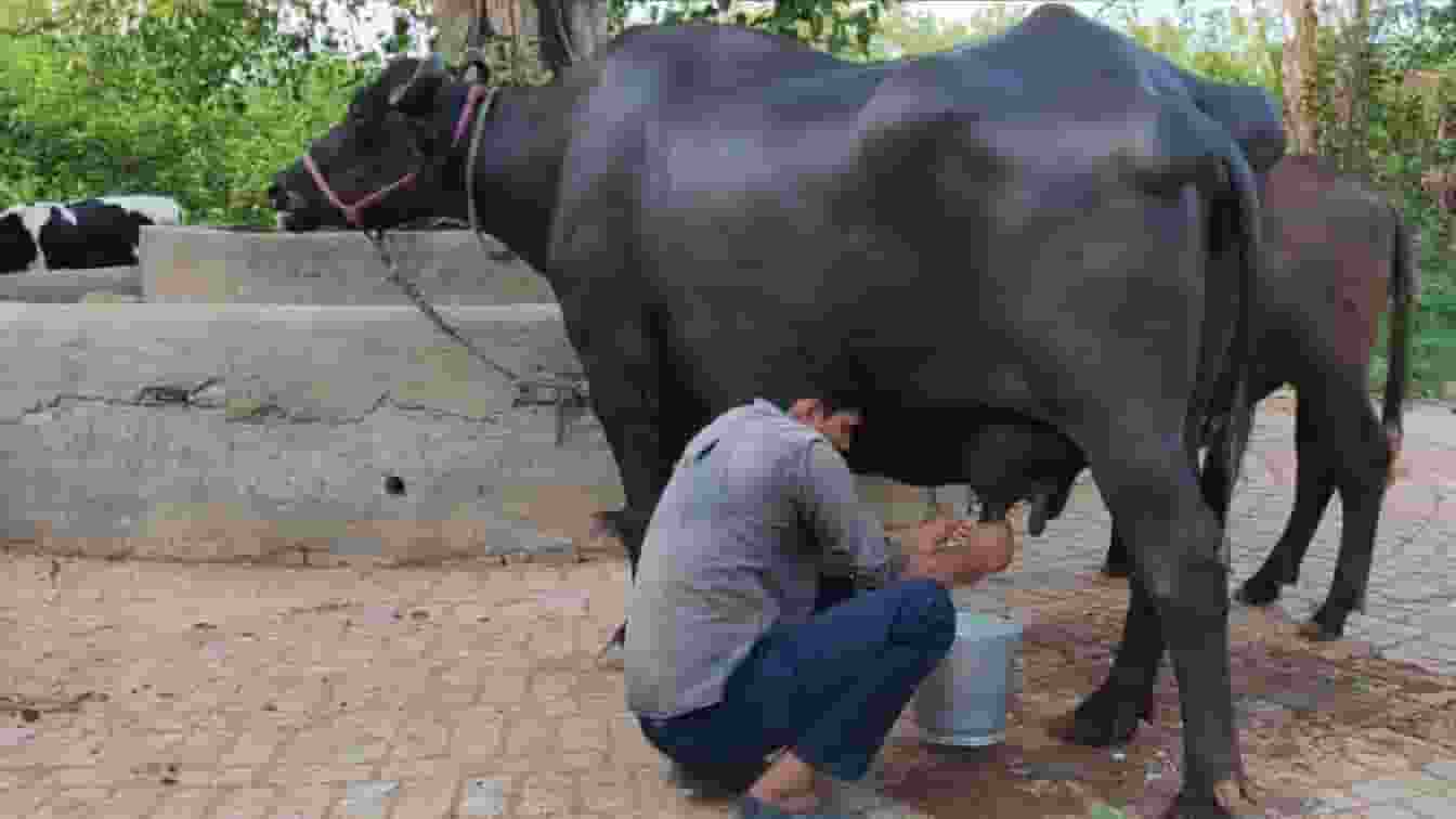 Buffalo Gargi