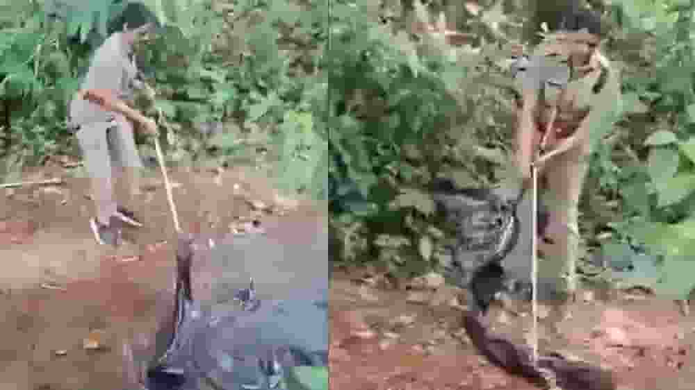 महिला अधिकारी ने 16 फुट लंबे किंग कोबरा को बचाया, देखें वीडियो Female officer rescues king cobra.