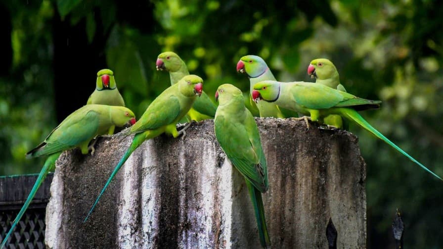 Parrots damage farmer pomegranates in Maharashtra