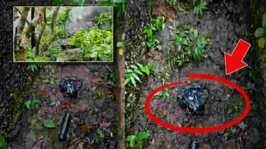 representative image of IED in forest